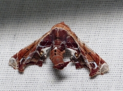 Eutelia pulcherrimus