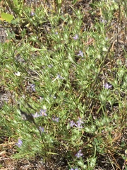Eriastrum filifolium