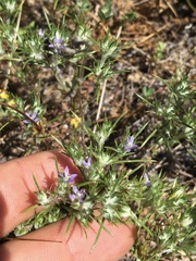 Eriastrum filifolium
