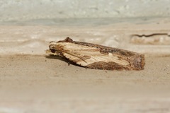 Cryptoptila immersana