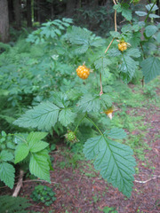 Rubus spectabilis spectabilis