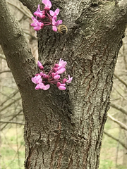 Anthophora villosula