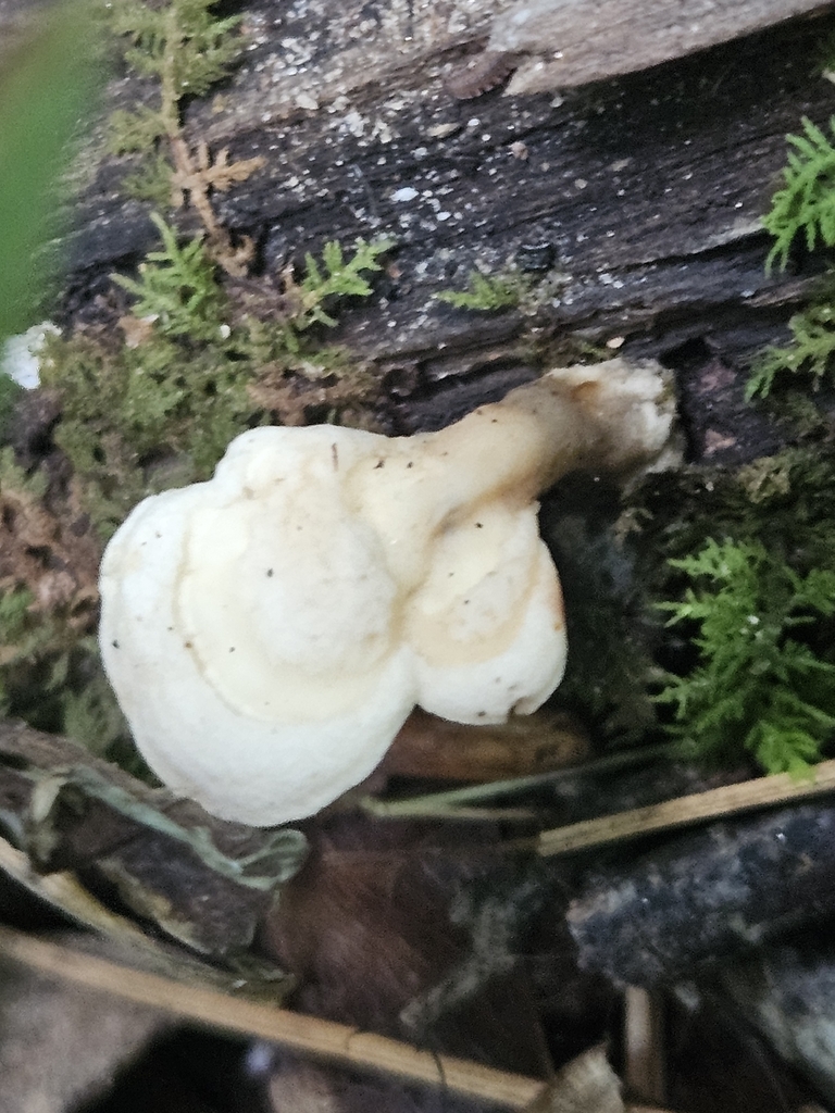 Loweomyces fractipes · July 2026 · photo: Photo: (c) willingarden, some rights reserved (CC BY) · iNaturalist