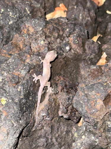 Gehyra mutilata observed 2026-07-18