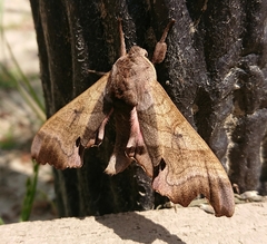 Marumba
