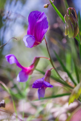 Lathyrus digitatus