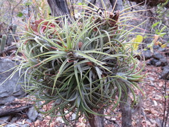 Tillandsia ionantha