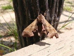Marumba