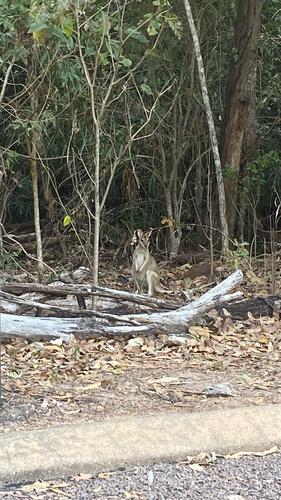 Agile Wallaby