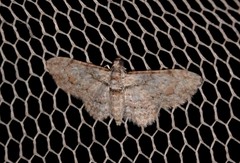 Sigilliclystis insigillata