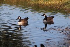 Branta canadensis image