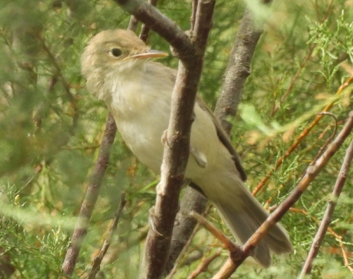 Western Olivaceous Warbler (Iduna opaca), photo 2