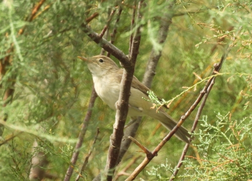 Western Olivaceous Warbler (Iduna opaca), photo 3
