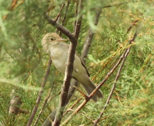 Western Olivaceous Warbler (Iduna opaca), photo 9