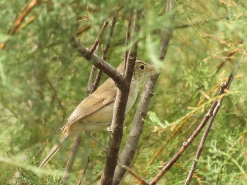 Western Olivaceous Warbler (Iduna opaca), photo 10