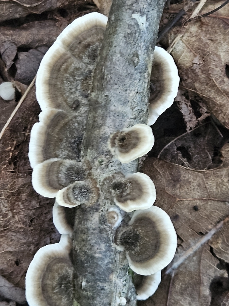 turkey-tail · July 2026 · photo: Photo: (c) willingarden, some rights reserved (CC BY) · iNaturalist