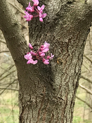 Anthophora villosula
