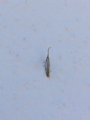 Plutellidae
