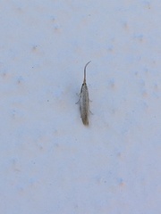 Plutellidae