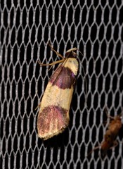 Telecrates laetiorella