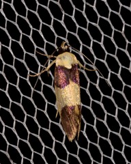 Telecrates laetiorella