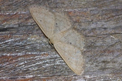 Scopula personata