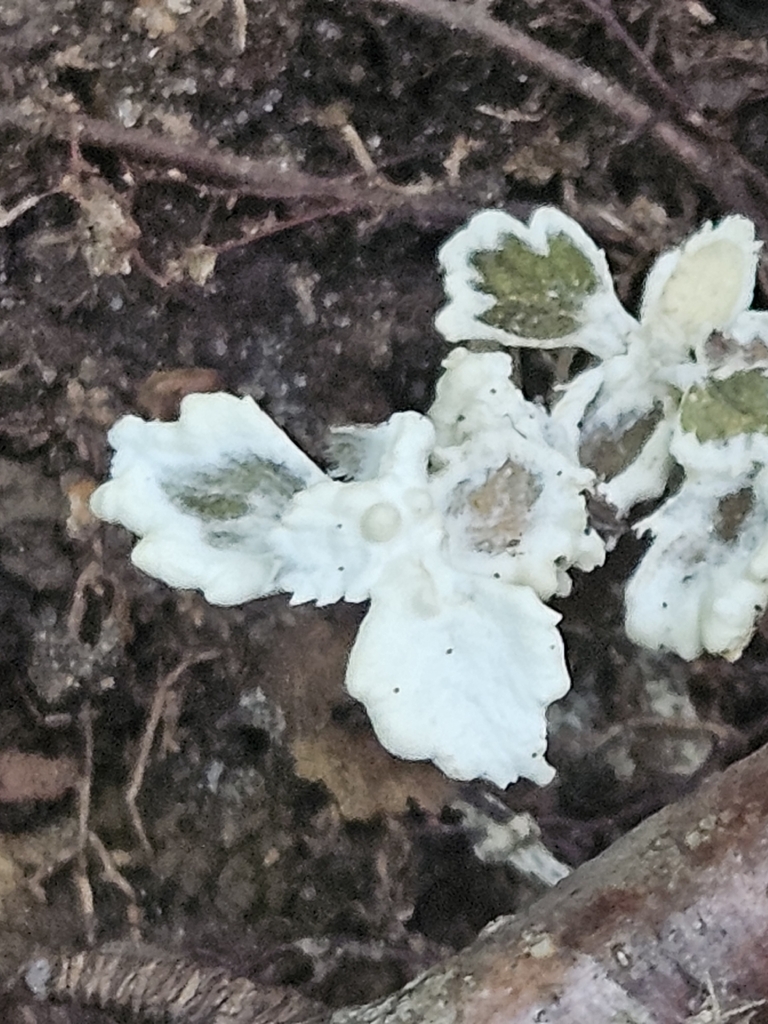enveloping crust · July 2026 · photo: Photo: (c) willingarden, some rights reserved (CC BY) · iNaturalist