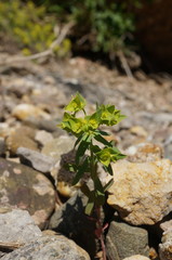 Euphorbia taurinensis