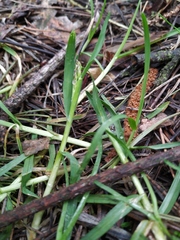 Poa supina