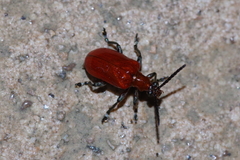 Lilioceris formosana
