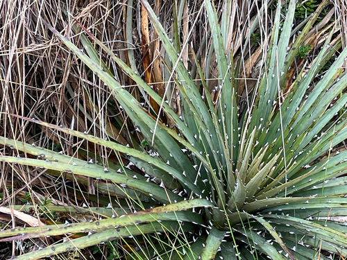 Puya clava-herculis, photograph 1