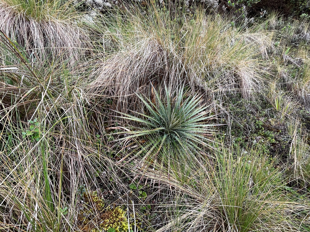 Puya clava-herculis; photograph author not stated, no rights reserved