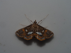 Paracymoriza cataclystalis