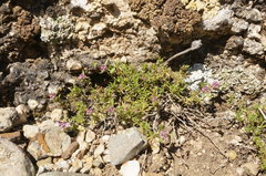 Thymus callieri
