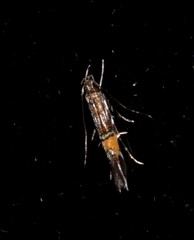 Cosmopterix macrula