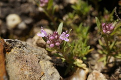 Thymus callieri
