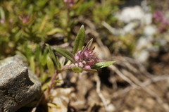 Thymus callieri