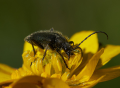 Brachysomida californica