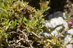 Thymus callieri