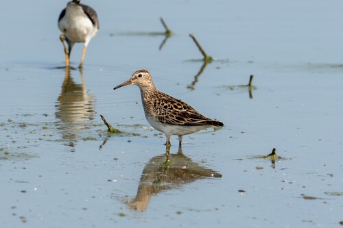 Correlimos pectoral (Calidris melanotos)