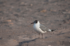 Leucophaeus pipixcan