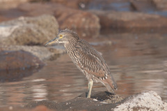 Nycticorax nycticorax