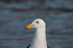 Larus belcheri