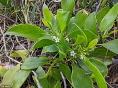 Myoporum boninense