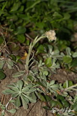 Antennaria dioica