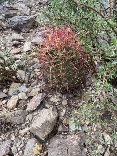 Chihuahuan fishhook cactus
