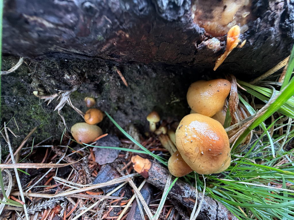 Pholiota rufodisca · July 2026 · photo: Photo: (c) Michael Tidwell, some rights reserved (CC BY) · iNaturalist