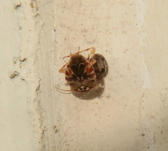 Tropidosteptes quercicola