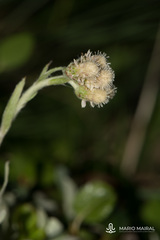 Antennaria dioica