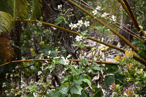 Eriocapitella hupehensis observed 2025-08-07